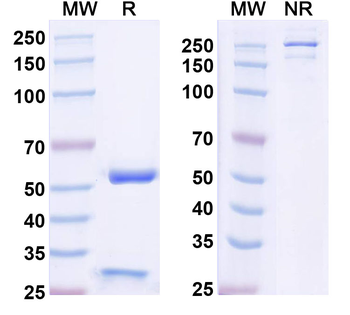 REEP Mouse Monoclonal Antibody