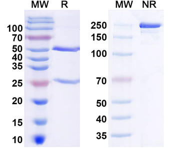 MHC class I Mouse Monoclonal Antibody