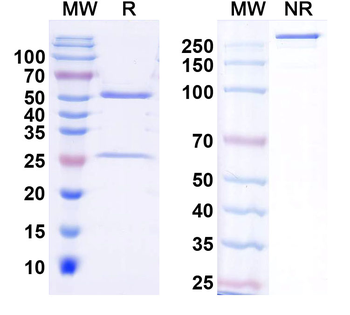 SCG10/Stathmin-2 Mouse Monoclonal Antibody