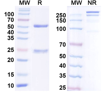 SK1 K+ channel Mouse Monoclonal Antibody