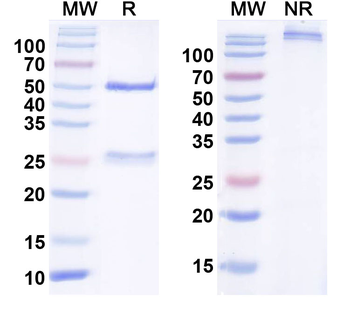 FGF11/FHF3 Mouse Monoclonal Antibody