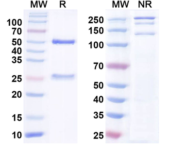 NrCAM Mouse Monoclonal Antibody