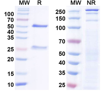 NrCAM Mouse Monoclonal Antibody
