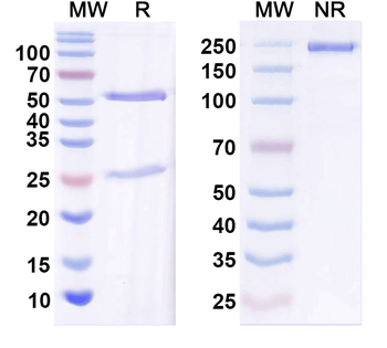 Beta1-spectrin Mouse Monoclonal Antibody