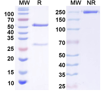 GluN3A/NR3A glutamate receptor Mouse Monoclonal Antibody