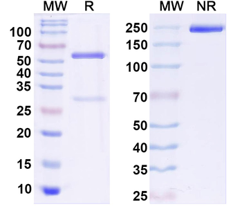 GluN3A/NR3A glutamate receptor Mouse Monoclonal Antibody