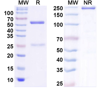 Olig1 Mouse Monoclonal Antibody