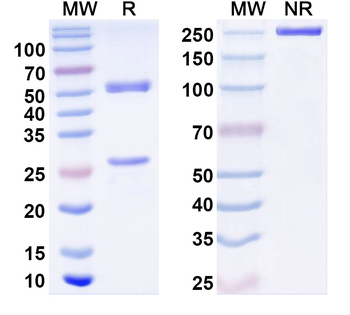 TrpV3 Mouse Monoclonal Antibody