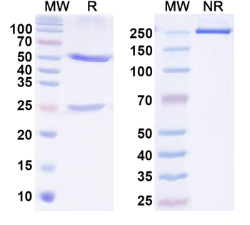 TrpV1 Mouse Monoclonal Antibody
