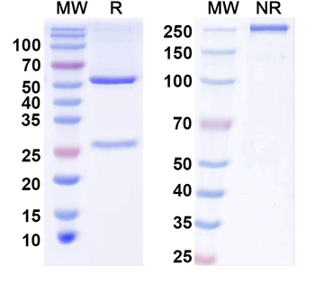 Neuroligin-1 Mouse Monoclonal Antibody