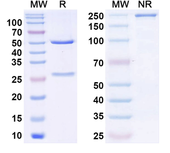 Proser1 Mouse Monoclonal Antibody