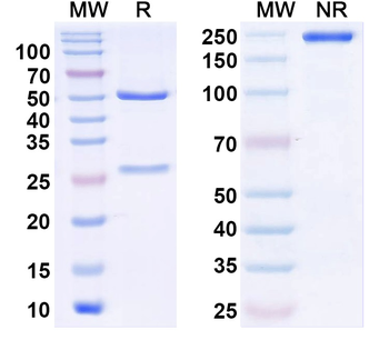 AMIGO-1 Mouse Monoclonal Antibody