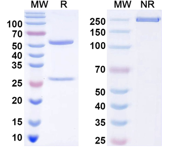 TrpM8 Mouse Monoclonal Antibody