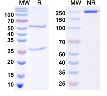 ANO5/TMEM16E Mouse Monoclonal Antibody
