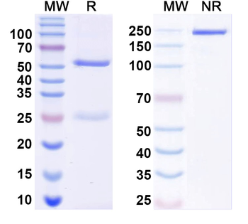 LRRK2/Dardarin Mouse Monoclonal Antibody