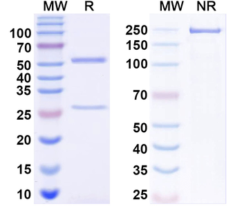 LRRK2/Dardarin Mouse Monoclonal Antibody