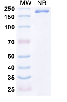 SPHKAP Mouse Monoclonal Antibody