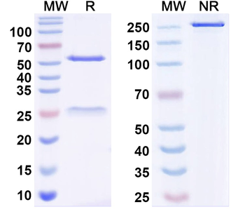 Tafazzin Mouse Monoclonal Antibody