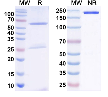 VAChT Mouse Monoclonal Antibody