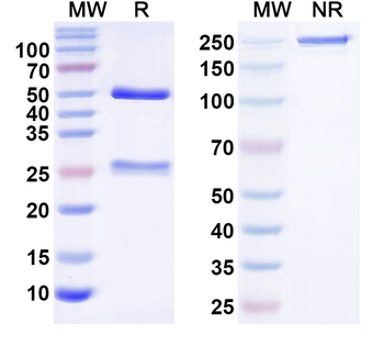 PSD-93/Chapsyn-110 Mouse Monoclonal Antibody
