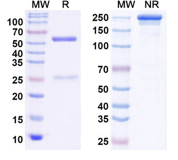 Kv2.1 K+ channel Mouse Monoclonal Antibody