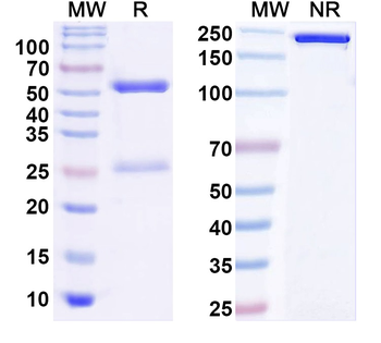 Kv2.1 K+ channel Mouse Monoclonal Antibody