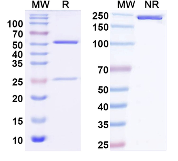 Nav1.5 Na+ channel Mouse Monoclonal Antibody