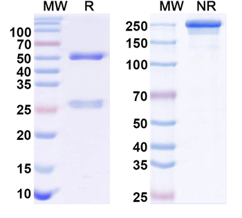 Cav1.3 Ca2+ channel Mouse Monoclonal Antibody