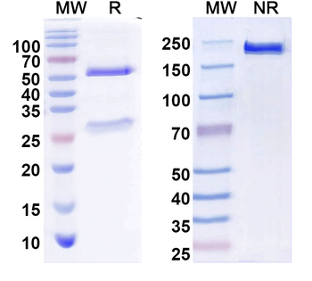 PEX6 Mouse Monoclonal Antibody