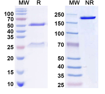 KCC2 Mouse Monoclonal Antibody