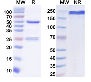 mGluR1/5 (Group I) glutamate receptor Mouse Monoclonal Antibody
