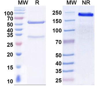Cav3.1 Ca2+ channel Mouse Monoclonal Antibody