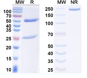 Cav3.1 Ca2+ channel Mouse Monoclonal Antibody