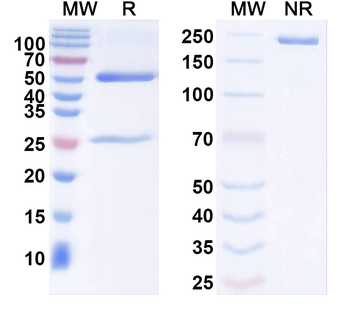 SAP97 Mouse Monoclonal Antibody