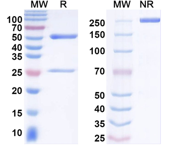 GluN2A/NR2A glutamate receptor Mouse Monoclonal Antibody