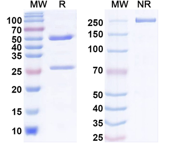 GluN2A/NR2A glutamate receptor Mouse Monoclonal Antibody