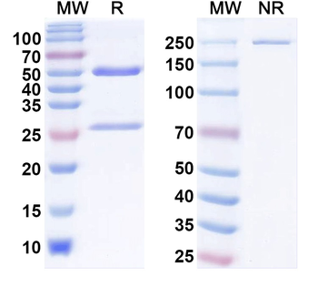 Kv11.1 K+ channel Mouse Monoclonal Antibody