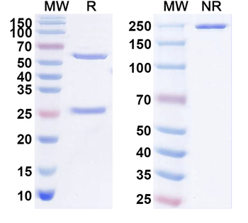 Pan-Thyroid hormone receptor Mouse Monoclonal Antibody