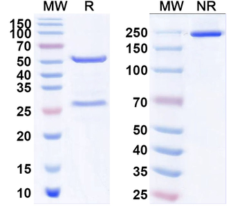 GluN1/NR1 glutamate receptor Mouse Monoclonal Antibody