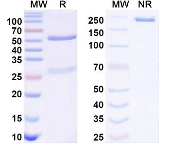 Kv3 K+ channel Mouse Monoclonal Antibody