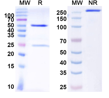 CASPR/Neurexin IV Mouse Monoclonal Antibody