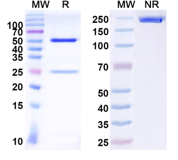 CASPR/Neurexin IV Mouse Monoclonal Antibody