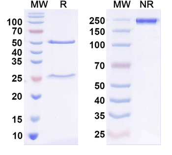 ASIC1 Mouse Monoclonal Antibody