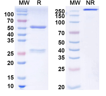 SST Mouse Monoclonal Antibody