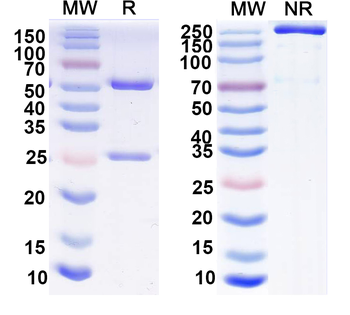 SST Mouse Monoclonal Antibody
