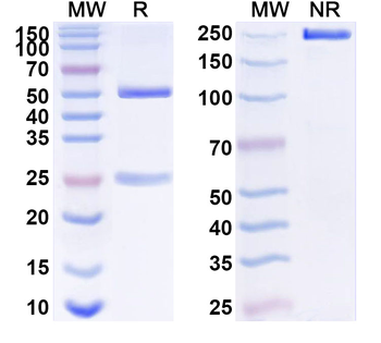 SST Mouse Monoclonal Antibody