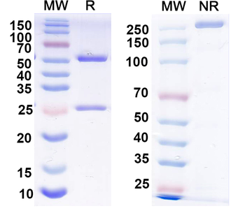 Kv7.4/KCNQ4 K+ channel Mouse Monoclonal Antibody