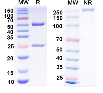 P2X purinoceptor 3 Mouse Monoclonal Antibody