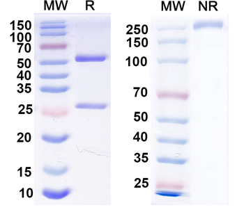 P2X purinoceptor 3 Mouse Monoclonal Antibody