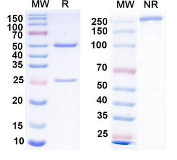 NKCC1 Mouse Monoclonal Antibody